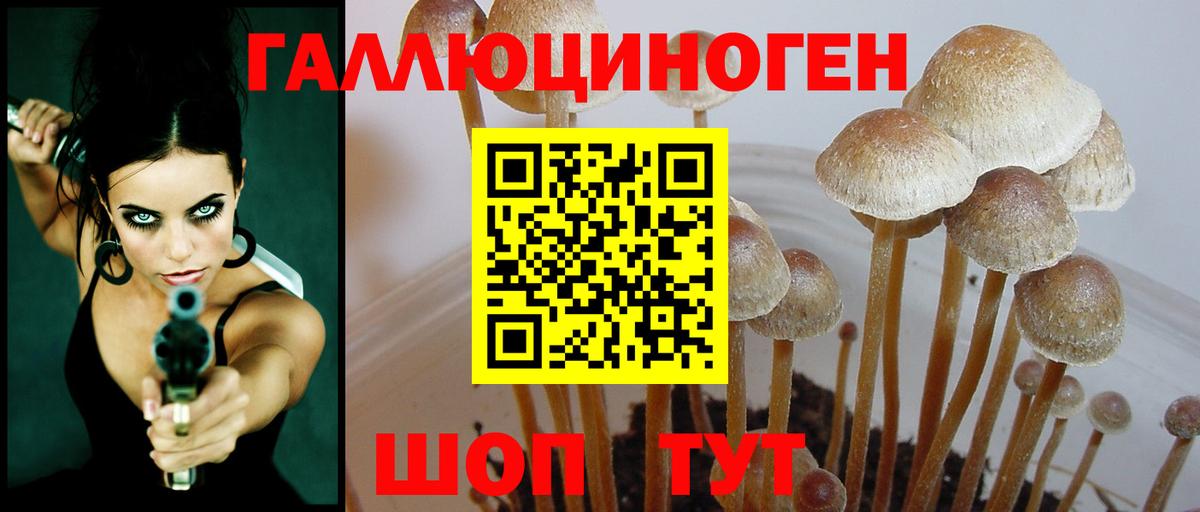 Галлюциногенные грибы Psilocybe Новокузнецк
